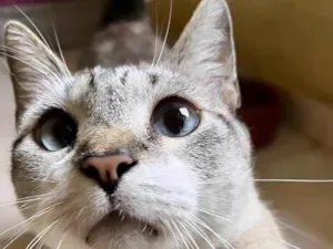 Gato raça SRD-ViraLata idade 7 a 11 meses nome Oliver bb11meses 