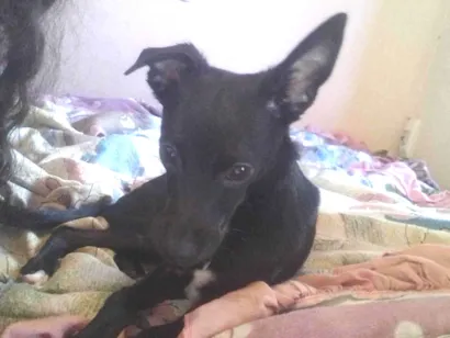 Cachorro raça  idade 1 ano nome Lilo