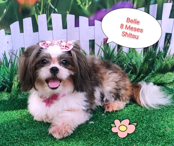 Cachorro ra a Shitzu idade 7 a 11 meses nome Belle 
