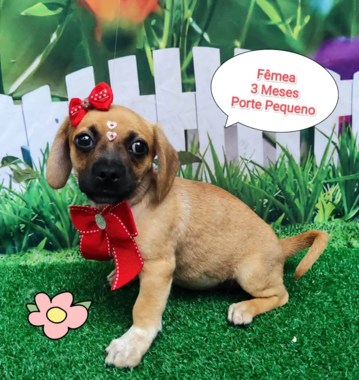 Cachorro ra a SRD-ViraLata idade 2 a 6 meses nome Milla