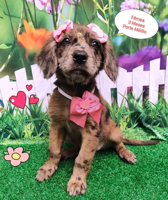 Cachorro ra a SRD-ViraLata idade 2 a 6 meses nome Isis 