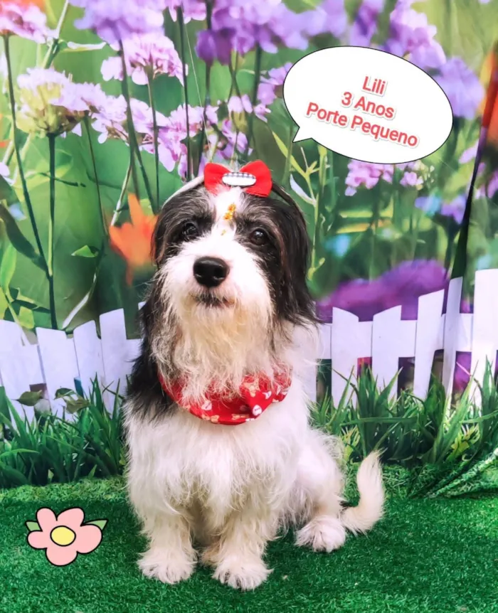 Cachorro ra a SRD-ViraLata idade 3 anos nome Lili