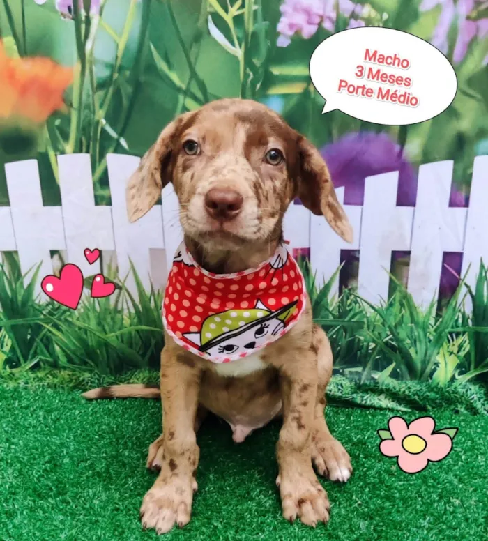 Cachorro ra a  idade 2 a 6 meses nome Noah 