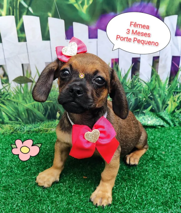 Cachorro ra a SRD-ViraLata idade 2 a 6 meses nome Julia