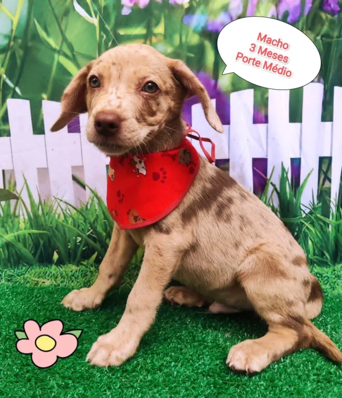 Cachorro ra a SRD-ViraLata idade 2 a 6 meses nome Nick