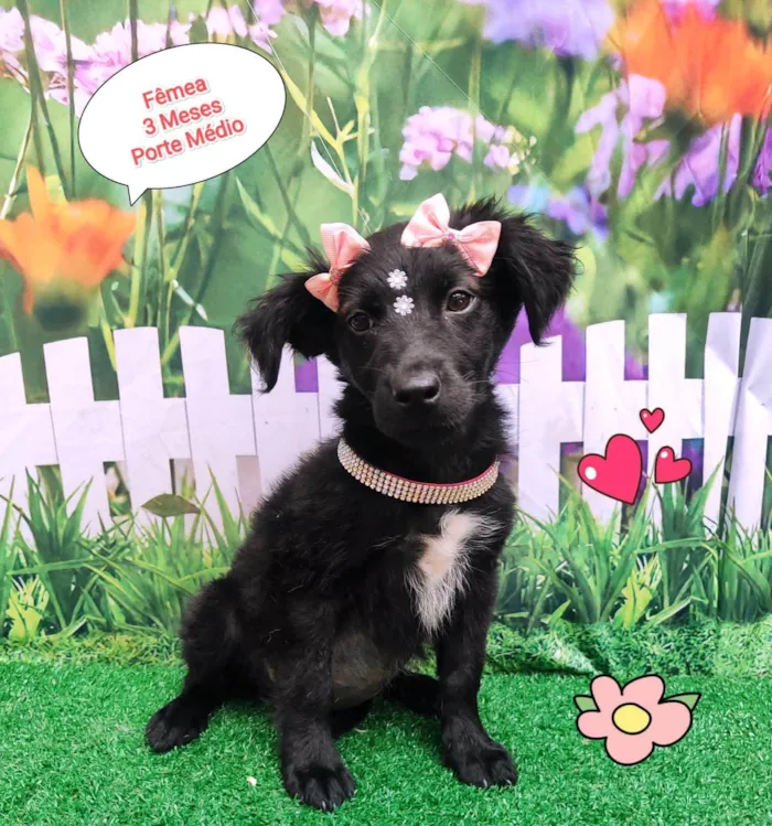 Cachorro ra a  idade 2 a 6 meses nome Kiara