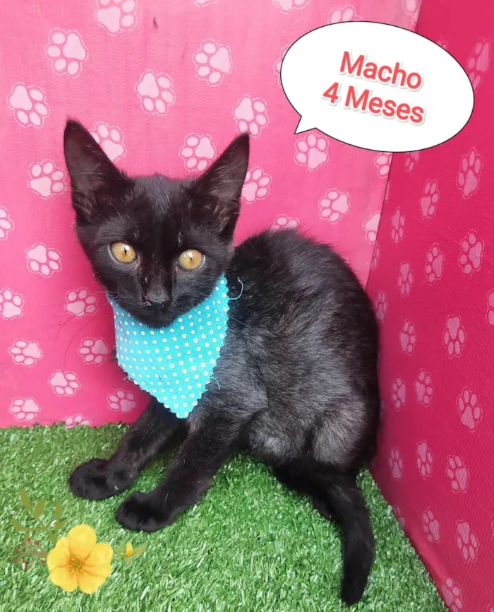 Gato ra a SRD-ViraLata idade 2 a 6 meses nome Dude