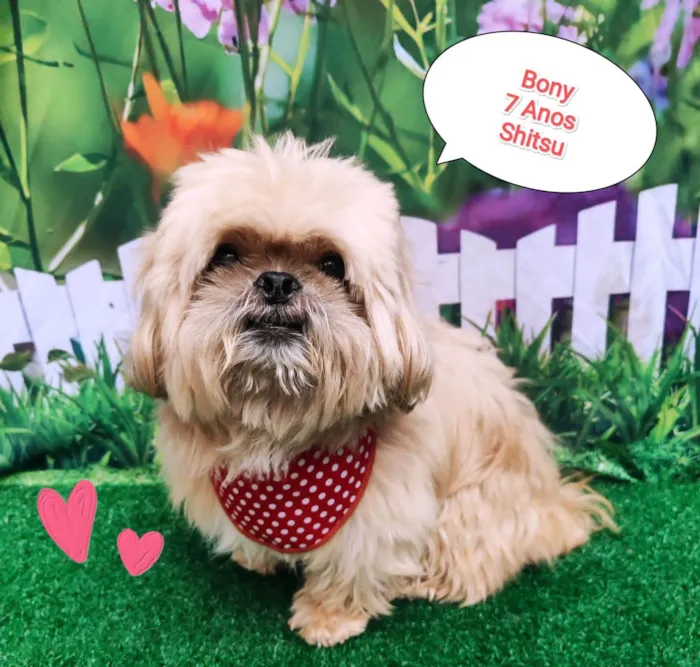 Cachorro ra a Shitzu idade 6 ou mais anos nome Bony