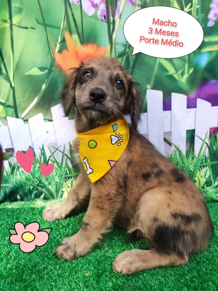 Cachorro ra a SRD-ViraLata idade 2 a 6 meses nome Henrique 