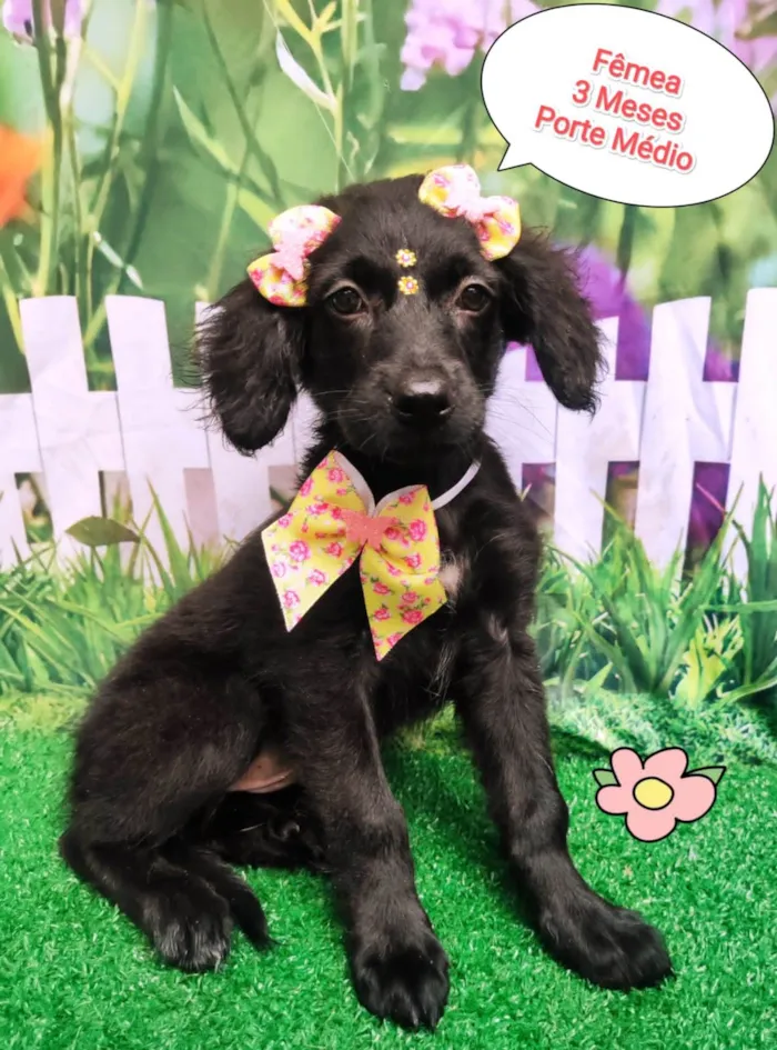 Cachorro ra a SRD-ViraLata idade 2 a 6 meses nome Melinda