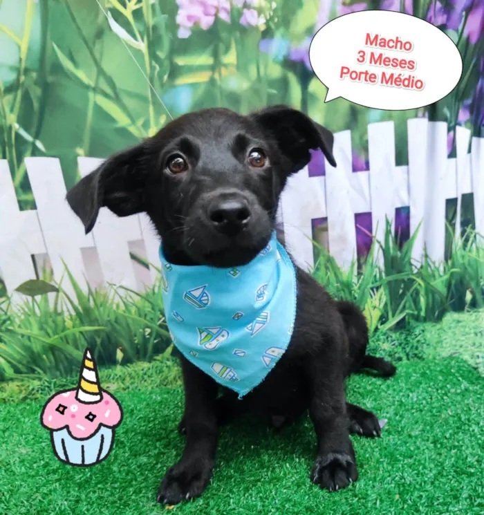 Cachorro ra a SRD-ViraLata idade 2 a 6 meses nome Joao