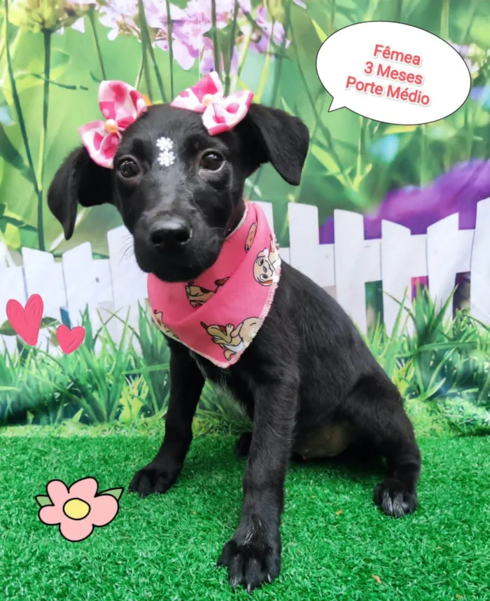 Cachorro ra a SRD-ViraLata idade 2 a 6 meses nome Tiara