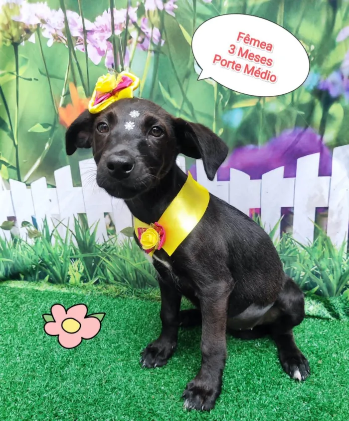 Cachorro ra a  idade 2 a 6 meses nome Luana 