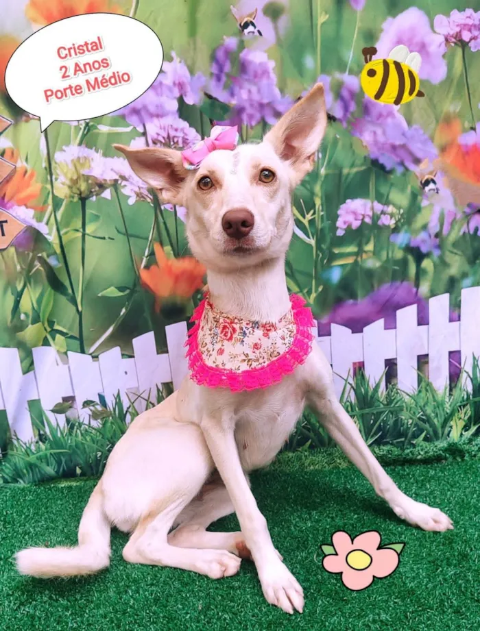 Cachorro ra a SRD-ViraLata idade 2 anos nome Cristal 