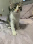 Lola