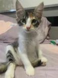 Lola