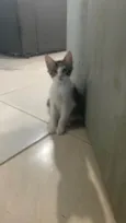 Lola