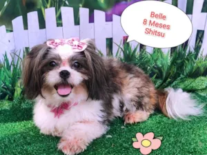 Cachorro raça Shitzu idade 7 a 11 meses nome Belle 