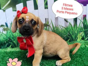 Cachorro raça SRD-ViraLata idade 2 a 6 meses nome Milla