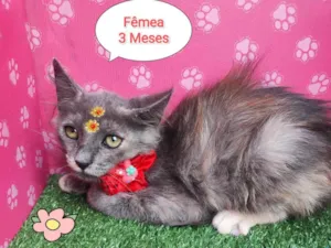 Gato raça SRD-ViraLata idade 2 a 6 meses nome Cinderela 