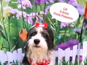 Cachorro raça SRD-ViraLata idade 3 anos nome Lili
