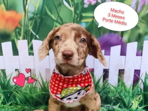 Cachorro raça  idade 2 a 6 meses nome Noah 