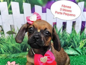 Cachorro raça SRD-ViraLata idade 2 a 6 meses nome Julia