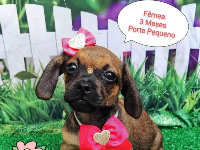 Cachorro ra a SRD-ViraLata idade 2 a 6 meses nome Julia