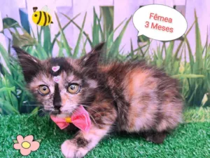 Gato raça  idade 2 a 6 meses nome Merry
