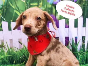 Cachorro raça SRD-ViraLata idade 2 a 6 meses nome Nick