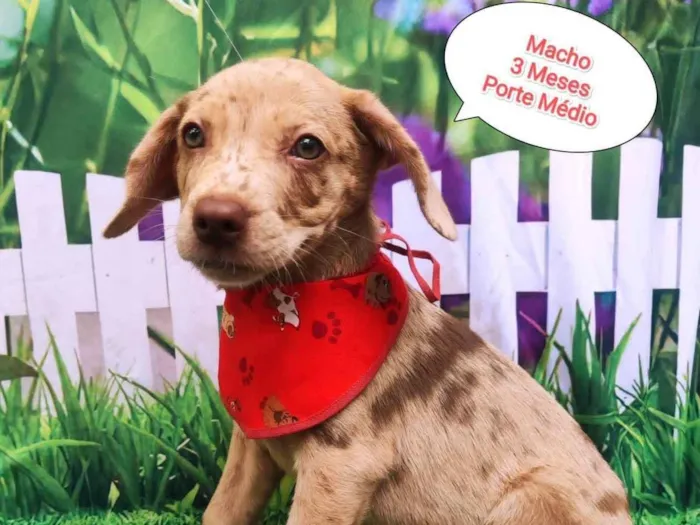 Cachorro ra a SRD-ViraLata idade 2 a 6 meses nome Nick