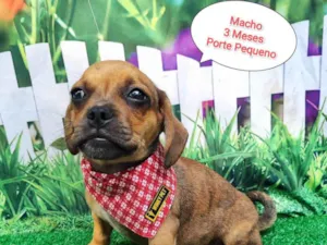 Cachorro raça SRD-ViraLata idade 2 a 6 meses nome Harry
