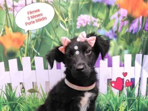 Cachorro raça  idade 2 a 6 meses nome Kiara