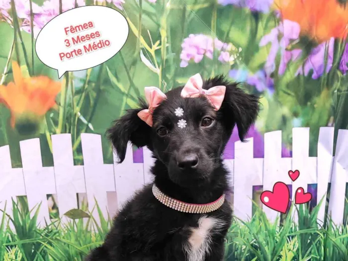 Cachorro ra a  idade 2 a 6 meses nome Kiara