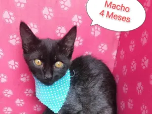 Gato raça SRD-ViraLata idade 2 a 6 meses nome Dude