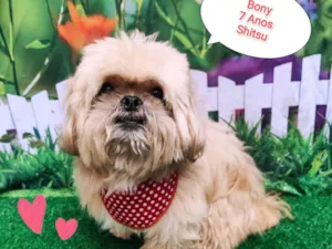 Cachorro raça Shitzu idade 6 ou mais anos nome Bony