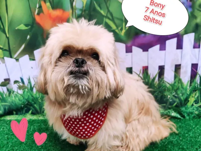 Cachorro ra a Shitzu idade 6 ou mais anos nome Bony
