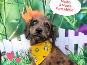 Cachorro raça SRD-ViraLata idade 2 a 6 meses nome Henrique 