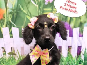Cachorro raça SRD-ViraLata idade 2 a 6 meses nome Melinda