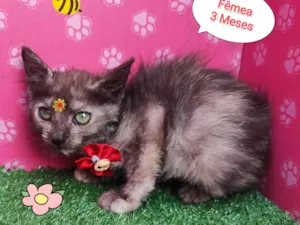 Gato raça SRD-ViraLata idade 2 a 6 meses nome Ursula 
