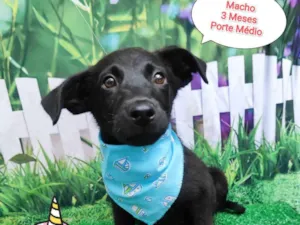 Cachorro raça SRD-ViraLata idade 2 a 6 meses nome Joao