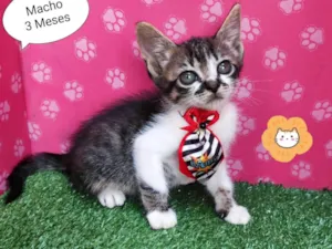 Gato raça SRD-ViraLata idade 2 a 6 meses nome Wendy
