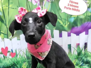 Cachorro raça SRD-ViraLata idade 2 a 6 meses nome Tiara