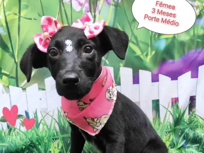 Cachorro ra a SRD-ViraLata idade 2 a 6 meses nome Tiara