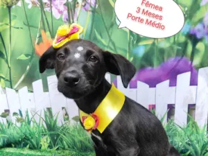 Cachorro raça  idade 2 a 6 meses nome Luana 