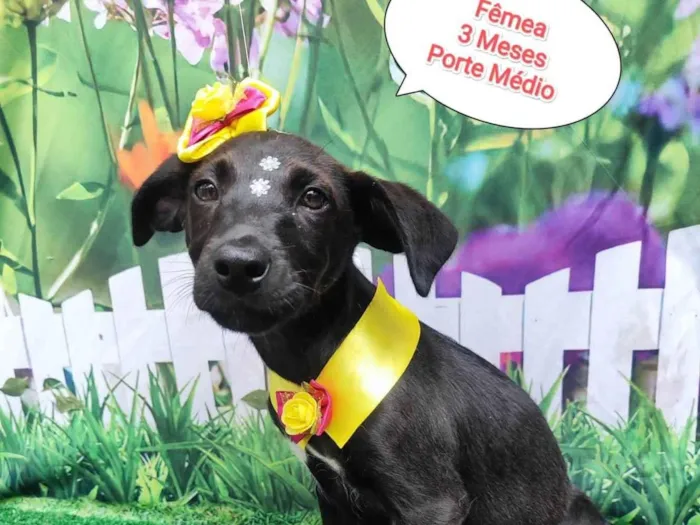Cachorro ra a  idade 2 a 6 meses nome Luana 