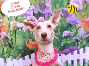 Cachorro raça SRD-ViraLata idade 2 anos nome Cristal 