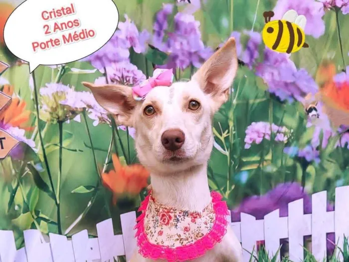 Cachorro ra a SRD-ViraLata idade 2 anos nome Cristal 