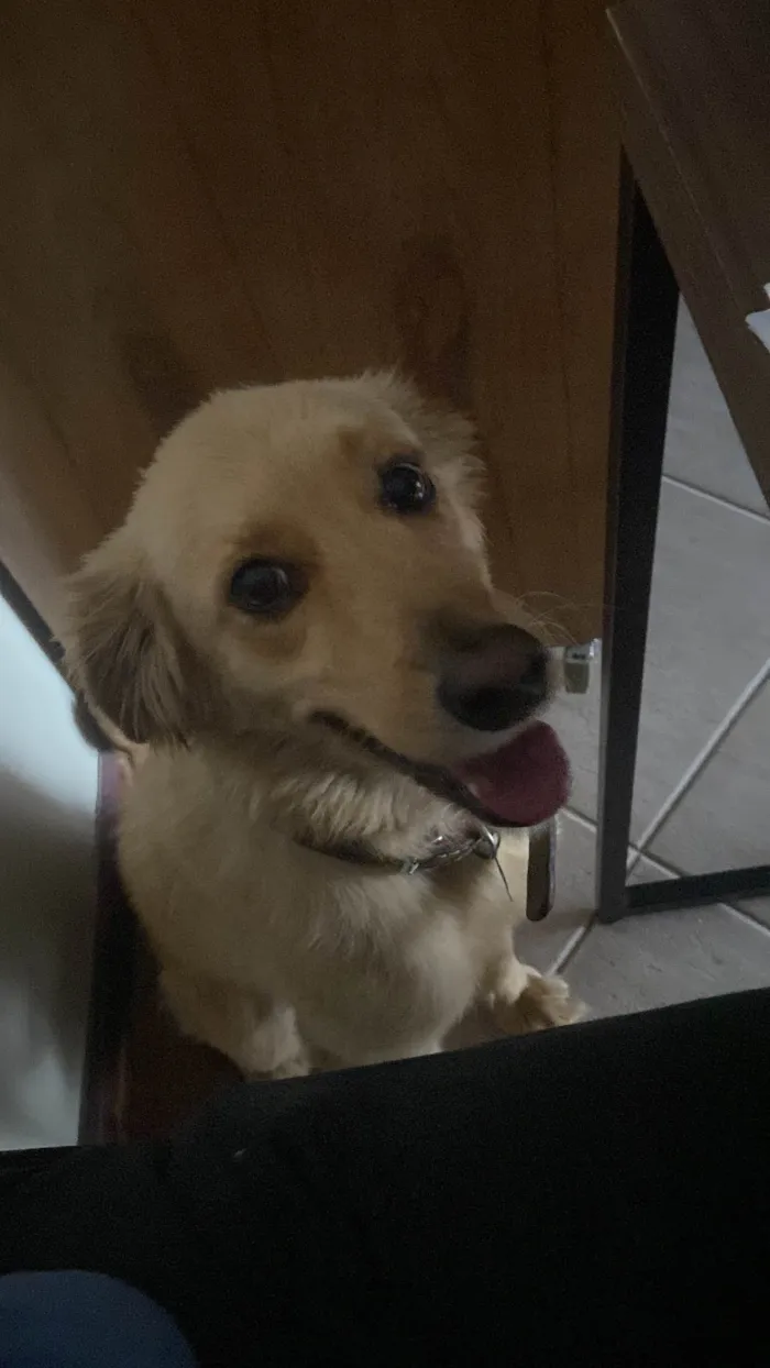 Cachorro ra a Vira lata idade 3 anos nome Ziggy 