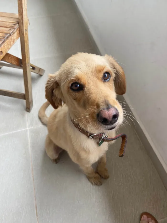 Cachorro ra a Vira lata idade 3 anos nome Ziggy 
